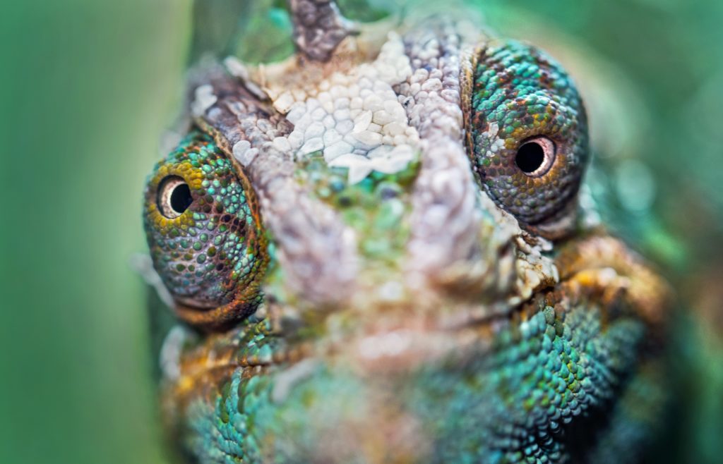 close-up of chameleon face